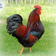 Illustration for article titled Get Ready to Consume a Healthy Dish, Buy Pure Country Chicken Online in Delhi/ncr